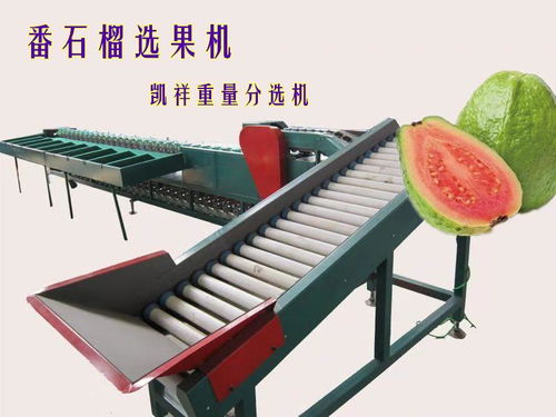 連云港西紅柿選果機